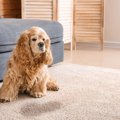 犬がおしっこを漏ら…