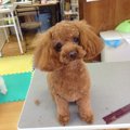 毛色他によってちょ…