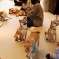 犬好きには天国？犬…