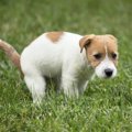 犬がウンチをした後…