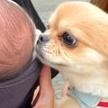 犬が生後1ヶ月の赤ち…