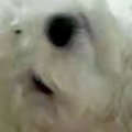 犬に『カメラ越し』…