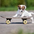 ついやりがち！犬に…