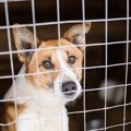 『保護犬を飼うメリ…