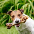 実は犬に『骨』を与…