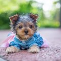 犬に洋服を着せると…