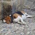 犬の腹水の原因とは…