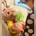 犬を飼うのに大反対…