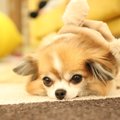 犬が叱られていると…