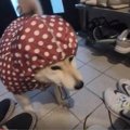 あぁ…いやだぁ…レイ…