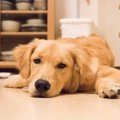 犬が寝てばかりいる…