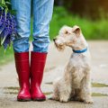 雨の日に犬と散歩し…