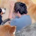 大型犬カフェに『元…