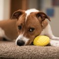 犬の機嫌が悪い時に…