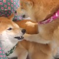 兄犬が弟犬に『威嚇…