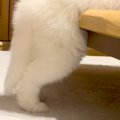 ふと、赤ちゃん犬の…