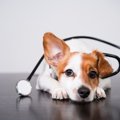 腫瘍じゃない！犬の…