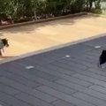 赤ちゃん豆柴コンビ…
