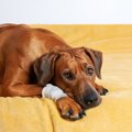 犬の『悲惨な事故』5…