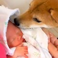 柴犬が赤ちゃんを連…