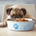 どうして犬はごはん…