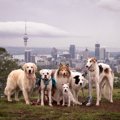 NZでのペットの犬や…