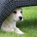おとなしい犬と相性…