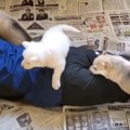 『狼犬に襲われると…