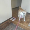 もはや柴犬名物♡『お…