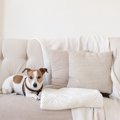 犬におすすめの消臭…