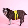ぽっちゃり犬は要注…