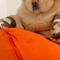 大型犬に『靴下』を…