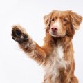 犬が『飼い主を呼ん…