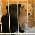 『2匹の子犬が側溝に…