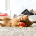 飼い主に興味が無い…