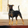 ヨーロッパでの犬の…