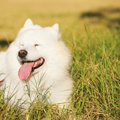基本をおさらい！犬…