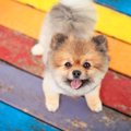 犬が人のことを『仲…