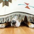 『怖がりな犬』のた…