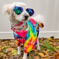 犬を人のように扱う…