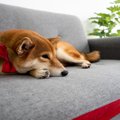 愛犬の元気がないと…