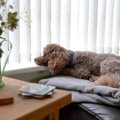 愛犬が『今はひとり…