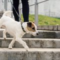 犬を散歩させてはい…