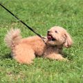 子犬が散歩で歩かない理由と歩かせる方法