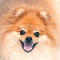 犬があなたを信頼し…