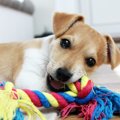 犬が破壊しがちなモ…