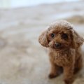 飼育不十分で正しい…