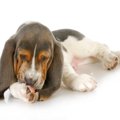 犬は『舐める場所』…
