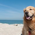 犬と行く沖縄旅行！…