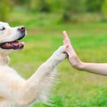やはり犬は人間にと…